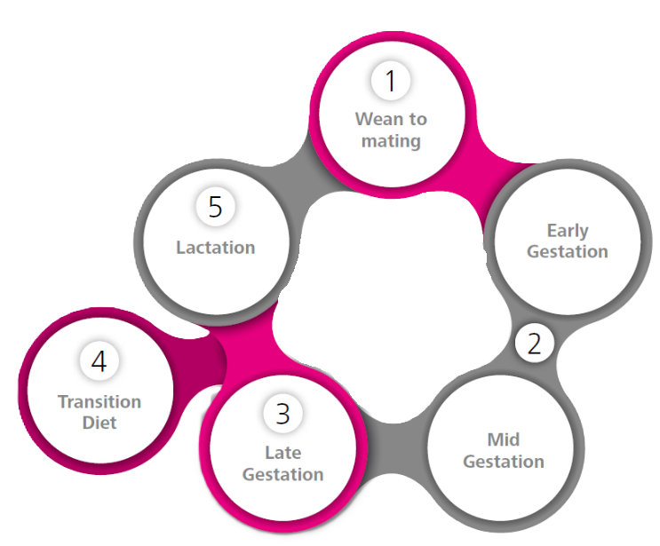 five diets for sows.PNG
